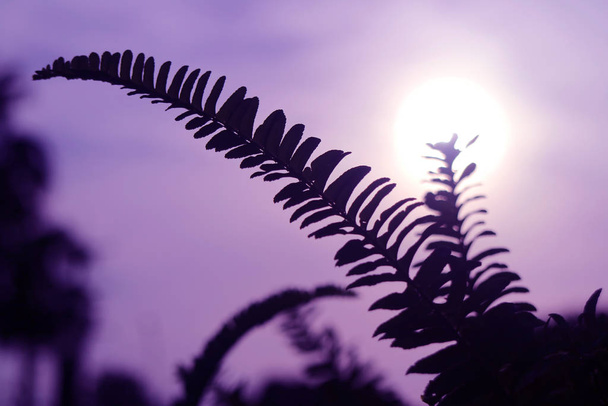 Pop-Art-Stil Silhouette von Farnblättern gegen helle Sonne und violetten Himmel - Foto, Bild