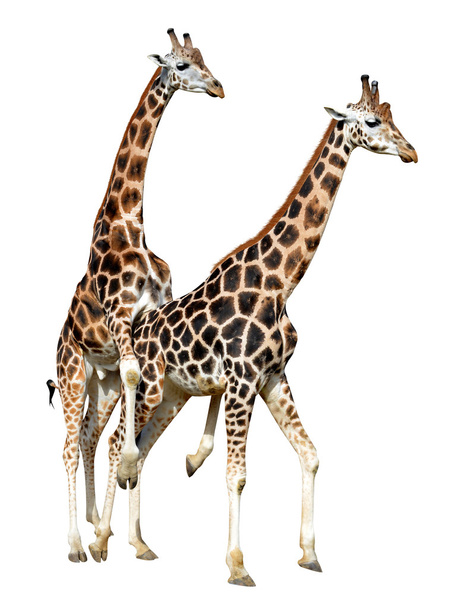 Párzási zsiráfok - Fotó, kép