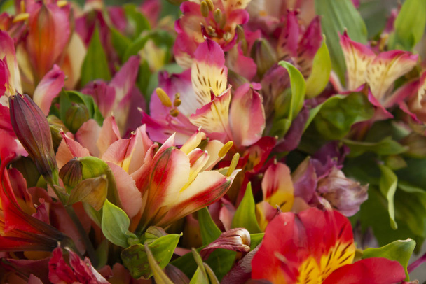 μπουκέτο από περουβιανά λουλούδια κρίνου κοντά. φόντο ροζ-κίτρινα λουλούδια - Φωτογραφία, εικόνα