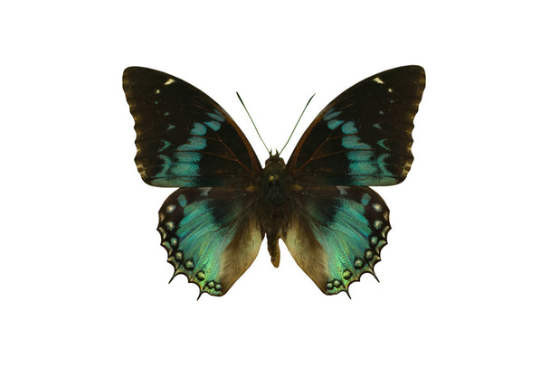 Kleur mooie vlinder vliegen, geïsoleerd op wit - Foto, afbeelding