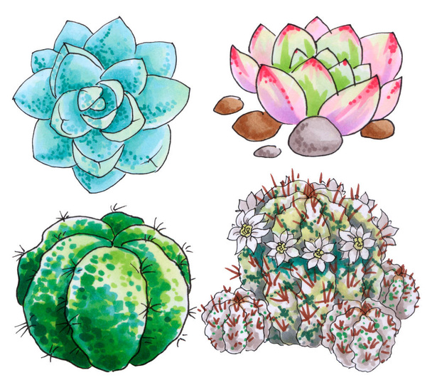Cactus and succulents. Plants of the desert. Marker hand drawing picture. - Fotoğraf, Görsel