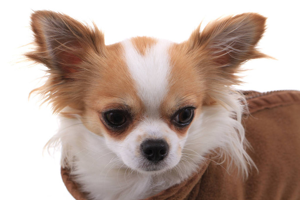 Chihuahua Violka ντυμένη με καινούρια στολή - Φωτογραφία, εικόνα