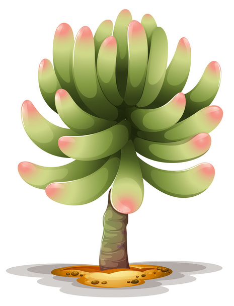 Pachyphytum hookeri - Vektor, obrázek