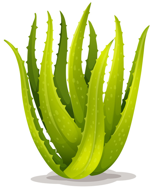 Aloe-Blauelfe - Vektor, Bild