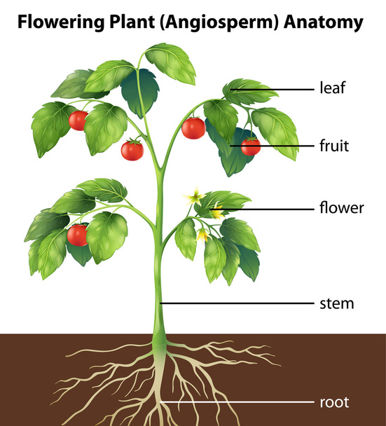 Parts of a plant - Vector, Image