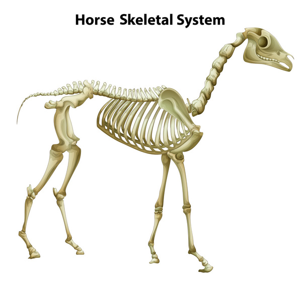 Skelettsystem Pferd - Vektor, Bild