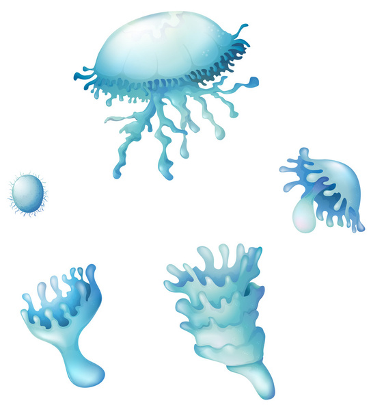 Jellyfish life cycle - Vektor, Bild