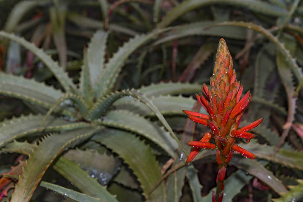 Aloe Vera virágzó rügyei. Aloe virágzik. Aloe virág. - Fotó, kép