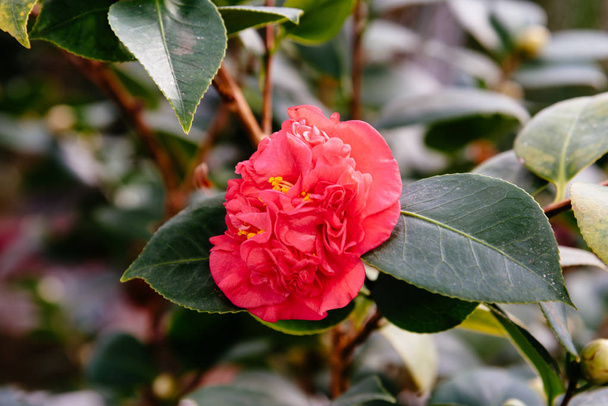 Close up view of Camellia Japonica, Japanese camellia, or tsubaki, it is a species of the genus Camellia. Sometimes called the rose of winter, it belongs to the family Theaceae - Foto, Bild
