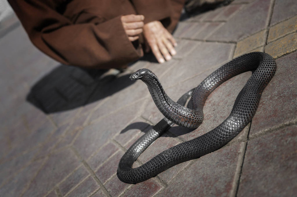Arka planda yılan oynatıcısı olan siyah kobra yılanı. - Fotoğraf, Görsel