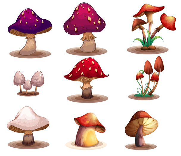 Different kinds of mushrooms - Vector, Image