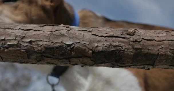 nuori koira puree ja leikkii puun oksalla 4k
 - Materiaali, video