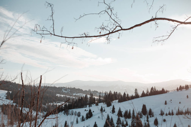 panoramatický pohled na zasněžený les v zimním dni   - Fotografie, Obrázek