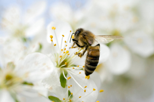 Eine Honigbiene besucht eine weiß blühende Blume, um Nektar zu sammeln - Foto, Bild