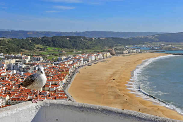 Seagull and panorama of Nazare resort, Portugal - Photo, Image