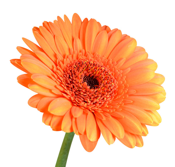 Flor de gerbera laranja com haste verde isolada
 - Foto, Imagem