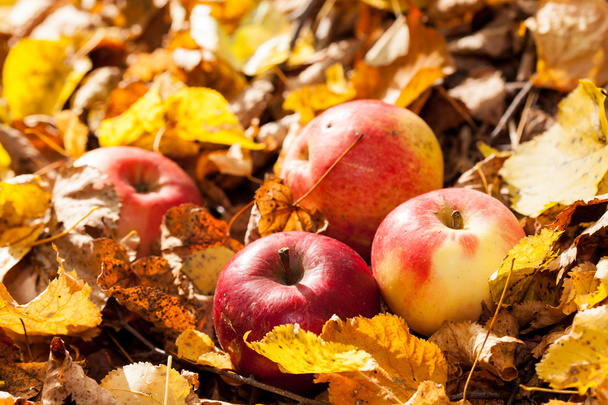Autumn apples - Foto, Imagen