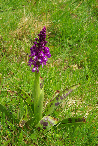 Close-up western marsh orchid - Photo, Image