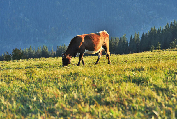 Cow grazes in the meadow. Autumn evening in the Carpathians. golden sunset - Photo, Image