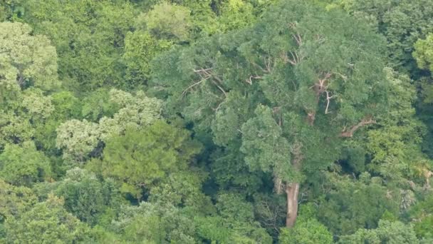Crowns of green exotic trees in tropical rain forest on windy day from above. Bright juicy exotic tropical jungle. Lush foliage abstract natural dark green vegetation background. - Footage, Video