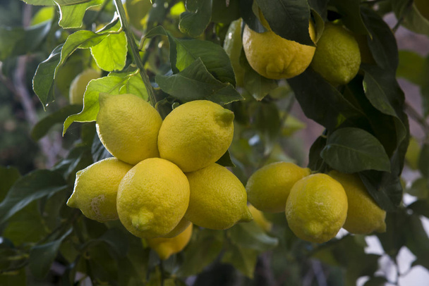 спелые желтые лимоны на ветке лимонного дерева
 - Фото, изображение