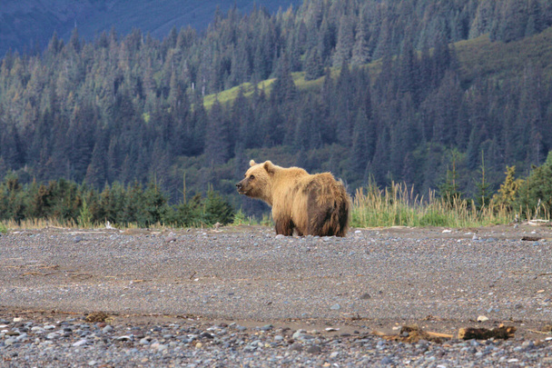 Ruskea karhu Alaskassa
 - Valokuva, kuva