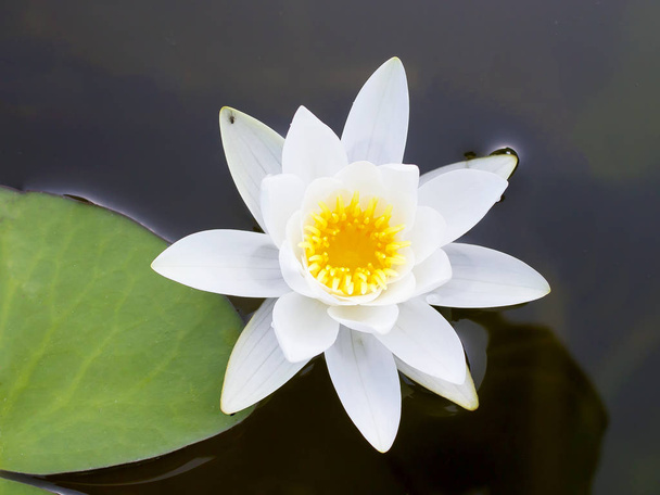 Λευκό λουλούδι κρίνου στο νερό μιας τεχνητής δεξαμενής σε ένα προσωπικό οικόπεδο. - Φωτογραφία, εικόνα