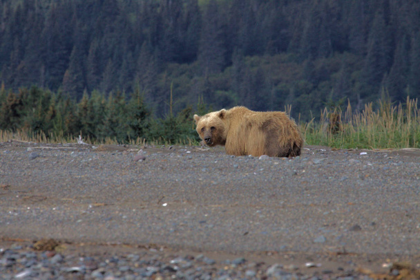 Brązowy Niedźwiedź na Alasce - Zdjęcie, obraz