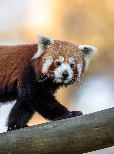 Bel Panda rouge, Ailurus fulgens, marchant sur le tronc d'un arbre - Photo, image