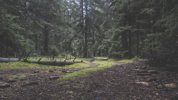 Дорога в густом лесу
 - Фото, изображение
