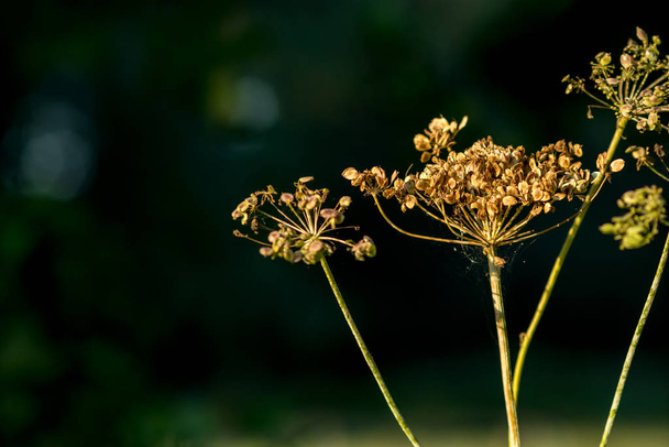 Semi di fiori secchi autunnali focus selettivo
 - Foto, immagini
