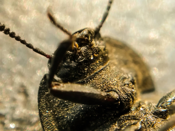 A picture of beetle with blur background - Photo, Image