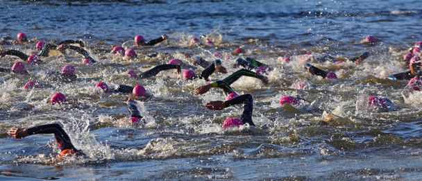 Triathlon zwemmers in de rivier de Ouse met roze hoeden en wetsuits. - Foto, afbeelding