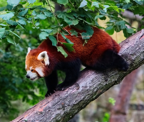 Panda rouge (Ailurus fulgens)
) - Photo, image