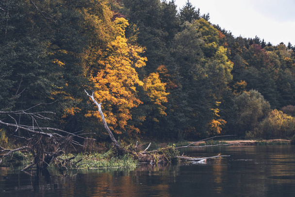 Scenic autumn river with trees on the shore. - 写真・画像