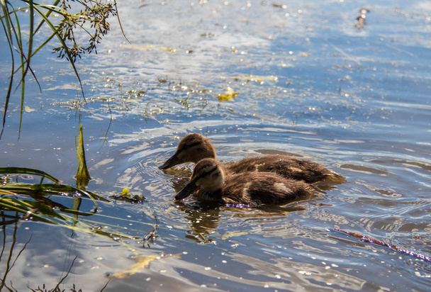 Duck on the shore of the Damansky  island of Yaroslavl - Photo, Image