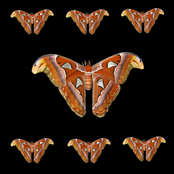 Atlas moly-csoport - Fotó, kép