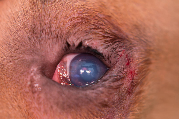 αμερικανική φυλή νταής σκυλί με εντροπία και έλκος του κερατοειδούς - Φωτογραφία, εικόνα