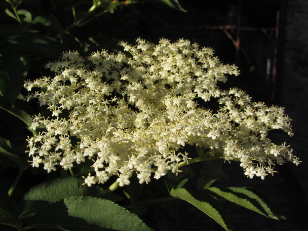 Starší nebo bezinky nebo černého staršího nebo kvetoucí evropské rostliny. Sambucus nigra (čeledi Adoxaceae) květiny - Fotografie, Obrázek