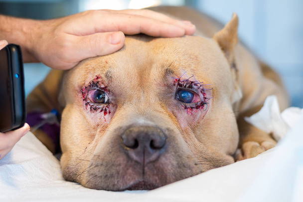 cane bullo americano razza con entropione e ulcera corneale dopo
  - Foto, immagini