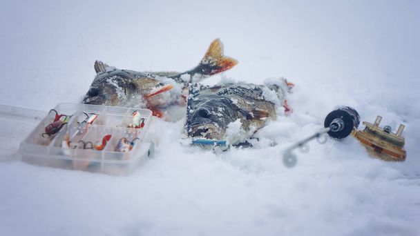 Perche capturée sur la pêche d'hiver. Engins de pêche
. - Photo, image