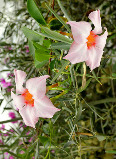 Mandevilla Cream Roze bloemen - Foto, afbeelding
