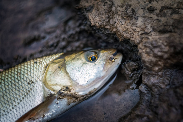 Асп поймал муху. Рыба лежит на фоне рыболовного снаряжения
. - Фото, изображение