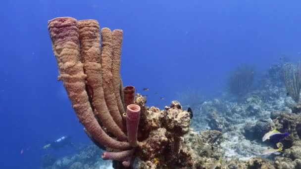 Karayip Denizi / Curacao 'da balık, mercan ve soba borusu süngerli mercan resifi. - Video, Çekim
