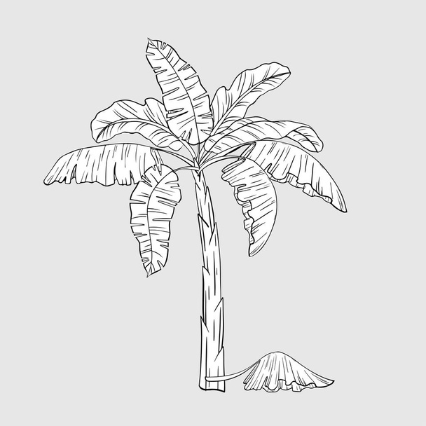 Ręcznie rysowane bananowe tropikalne palmy. Logo palmy. Dziki las dżungli. Hodowla i sprzedaż bananów. Ogrodnictwo domowe.1 - Wektor, obraz