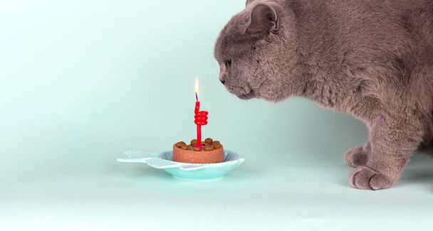 Сірий британський кіт випускає свічки на світлому синьому фоні. День народження Кет Вечірка закритий, широкий формат, банер з копіюванням простору. - Фото, зображення