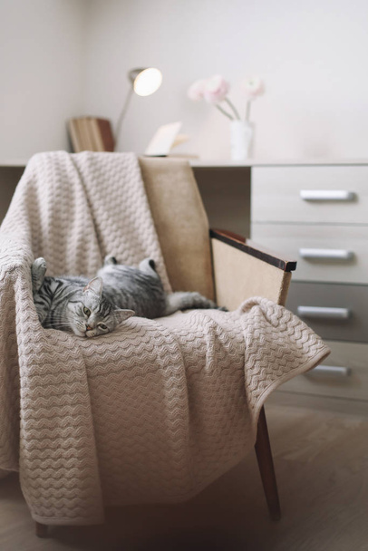 Home pet cute kitten cat close up photo. Cute Scottish straight cat llying on armchair, indoors. Cat Portrait. Cute cat shooting. - Zdjęcie, obraz