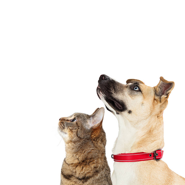 Крупный план смешанной большой породы светлый цвет собаки с лицевой стороны и глядя вверх с внимательным выражением
 - Фото, изображение