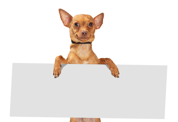 Bonito Chihuahua pequeno cão com sorriso engraçado de pé segurando sinal largo em branco
  - Foto, Imagem