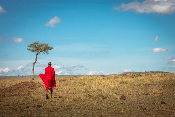 Człowiek plemienia Maasai w tradycyjnym czerwonym shuka odchodzi na otwartym polu Afryki Kenii z jednym drzewem akacjowym i otwartym błękitnym niebem - Zdjęcie, obraz